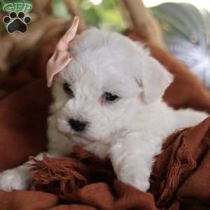 Tiny-Holly, Bichon Frise Puppy